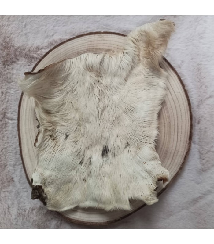 Plaque de bœuf avec poils mastication pour chien Pawsdetente Lille