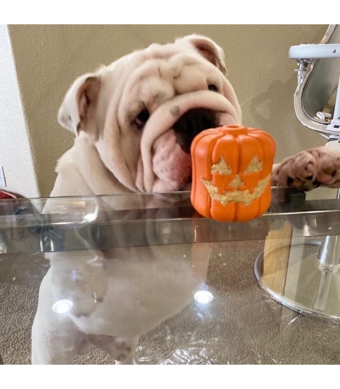 Paws D Tente Lille Jack O Lantern De Sodapup Garnir Pour Chien