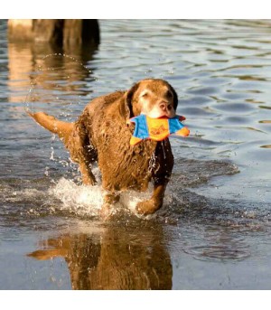 Jouets pour chien > Balles, frisbee, jouet distributeur > Frisbee flotteur pour  chien par Chuckit : Albert le chien