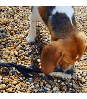 Longue peau de boeuf pour chien.