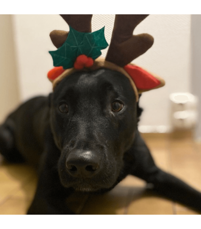 Paws détente Bandeau Renne déguisement Noel pour chien et chiot.