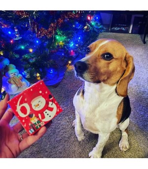 Mastication du calendrier de l'avent pour chien.