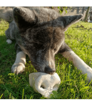 Akita qui mastique un groin de porc soufflé pour chien.