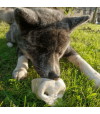 Akita qui mastique un groin de porc soufflé pour chien.