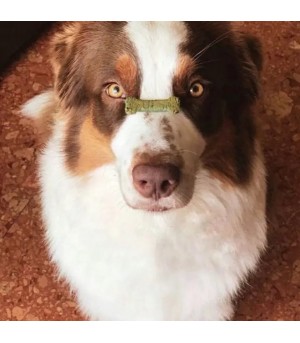 Biscuit os pour chien à la spiruline.