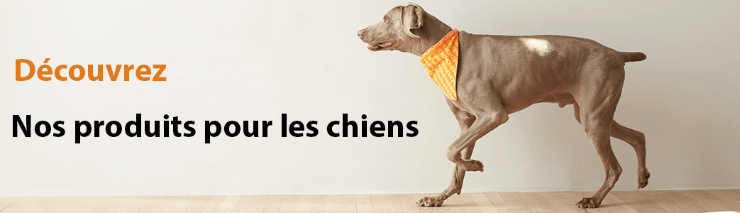 Enrichissement chien :