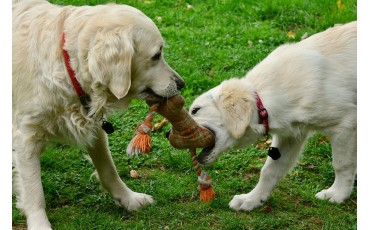 L'enrichissement pour le chien mode d'emploi.