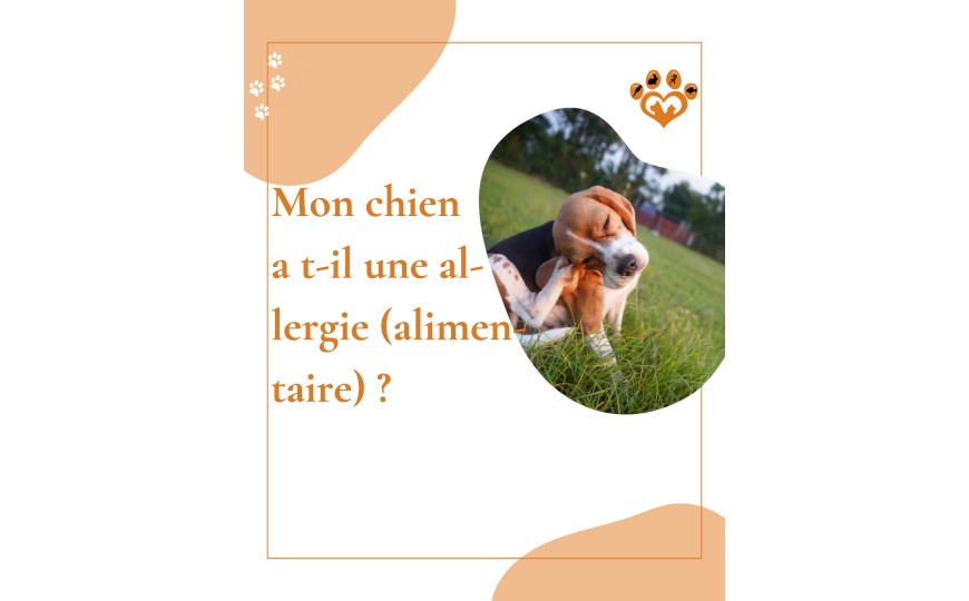 Comment gérer les allergies alimentaires chez les animaux de compagnie : conseils pratiques pour identifier et gérer les allergies alimentaires