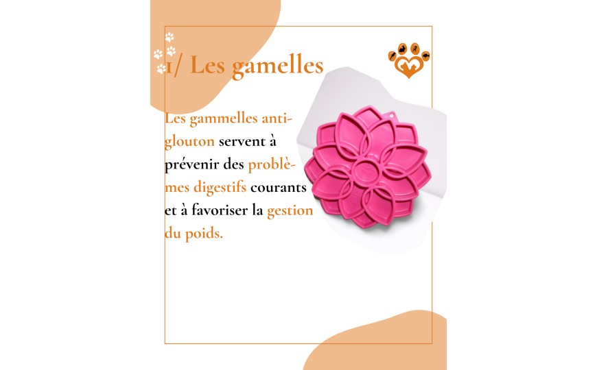 Comment améliorer la digestion et la durée du repas de votre chien ?